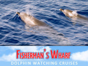 Fishermans Wharf Dolphin Watch Cruises