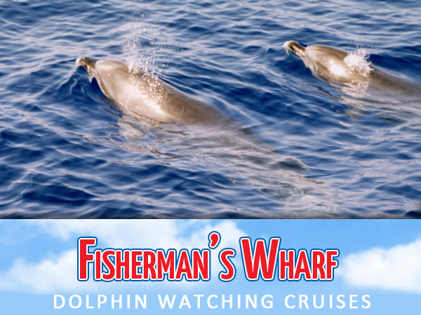 Fishermans Wharf Dolphin Watch Cruises